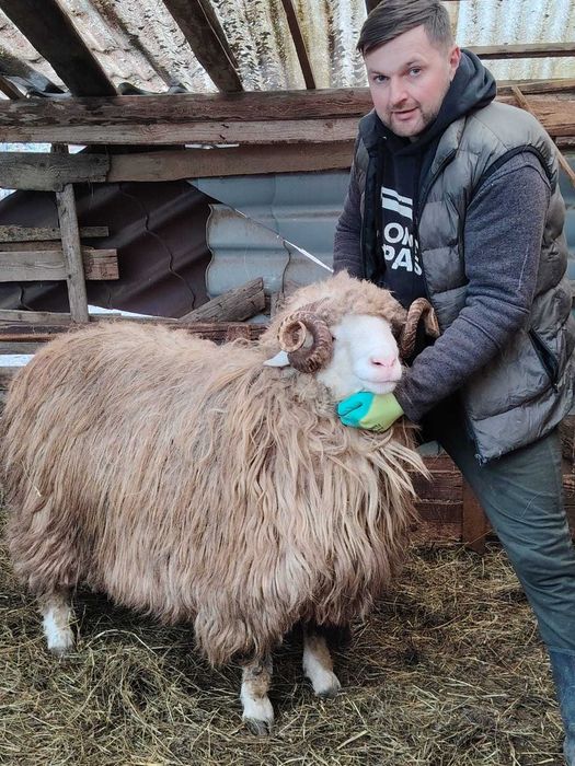 Berbeci băli de vânzare, strămiori!