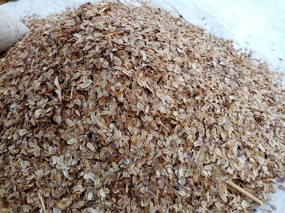 Kovrak urugʻ  ishonchli