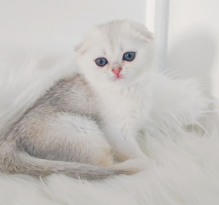 КоТяТа  ШотЛанДскиЕ