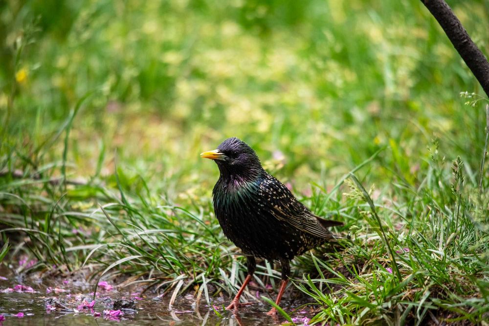 Обектив Sigma 150-500 за Pentax