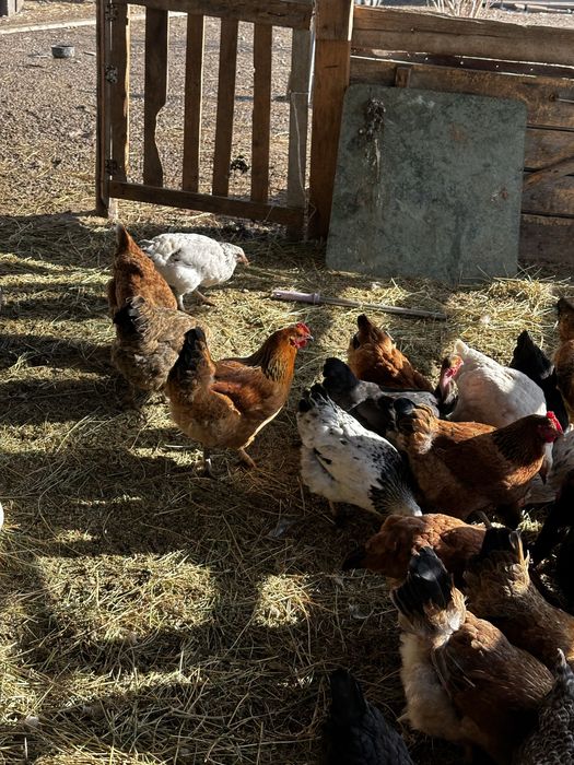 Куры тауық әтеш