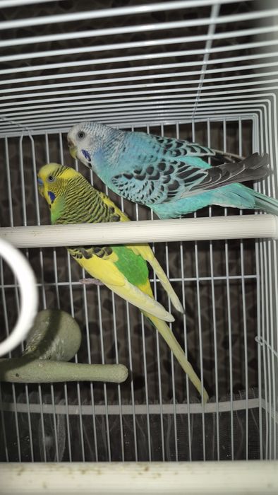 Продам волнистых попугаев