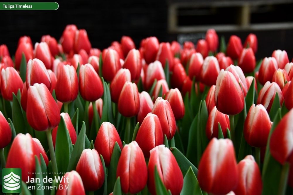 Тюльпаны с Голландий оптом