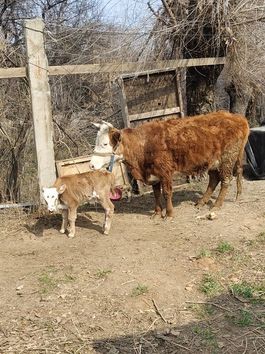 Продам корову с телёнком