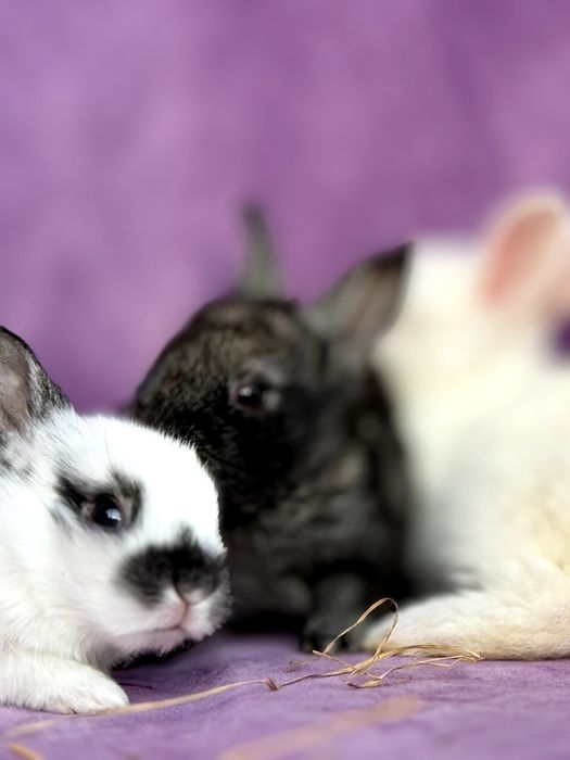 Куйон боллани сотлади 30-45 кунлик