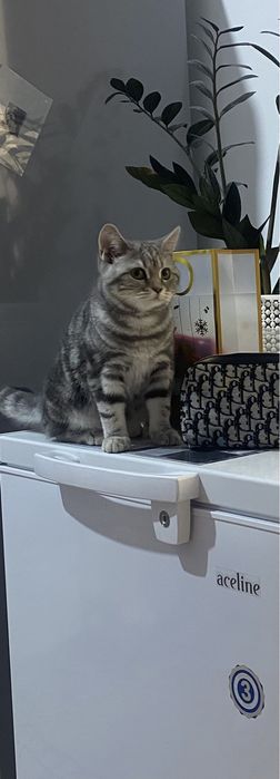 Отдам кошку в добрые руки