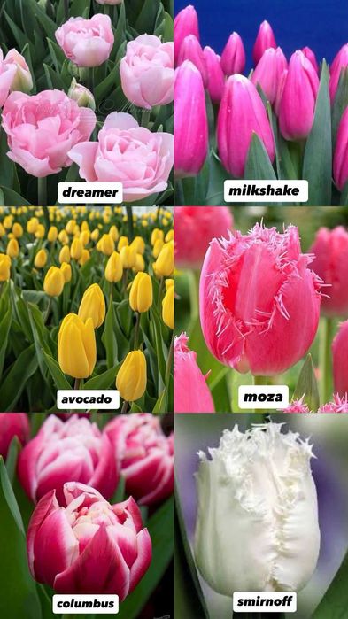 Тюльпаны 7 расцветок