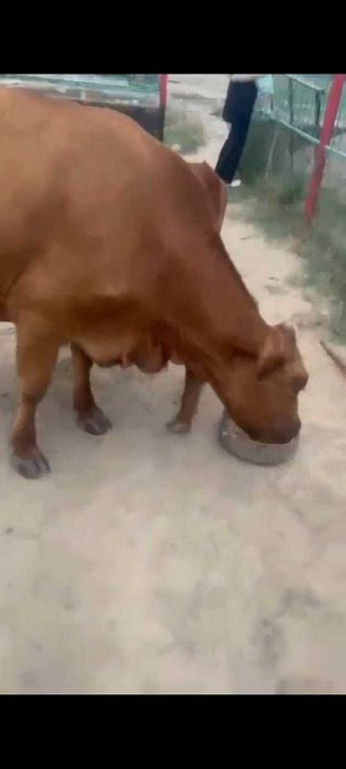 Бузаулы сиыр сатылады