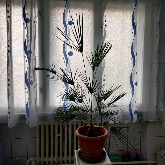 Palmier rar , palmiere - Phoenix Canariensis