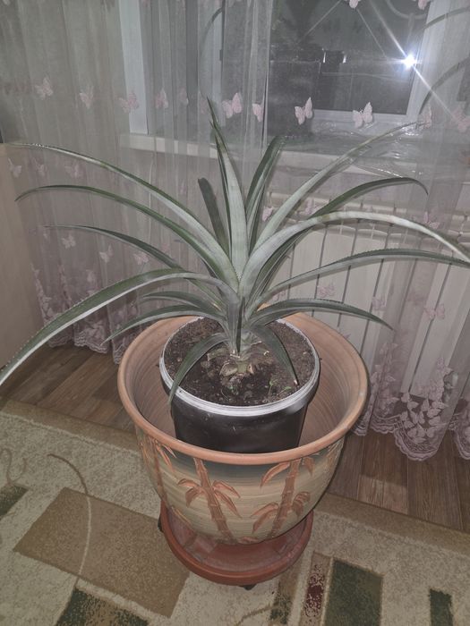 Продам ананас в горшке
