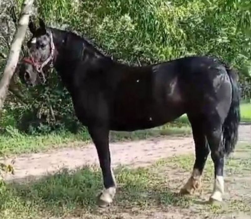 Жеребец на племя, подарок, кокпар