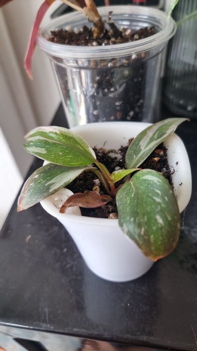 Филодендрон розовая принцесса