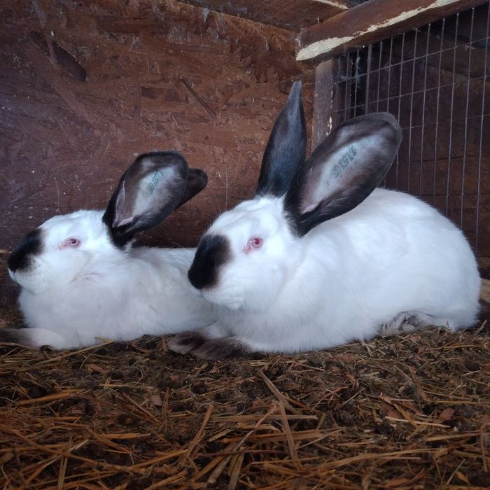 Vând uriaș de Transilvania diferite varste