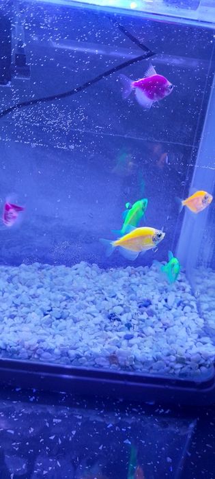 Аквариум жақсы жағдайда.