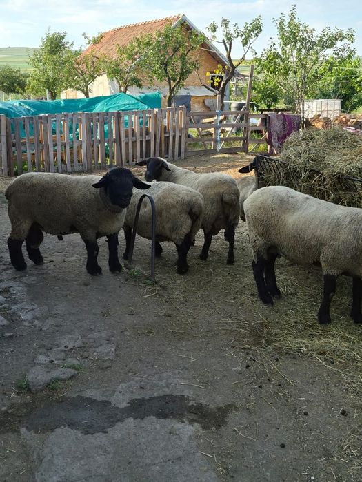 Vand oi, miei, berbeci Suffolk