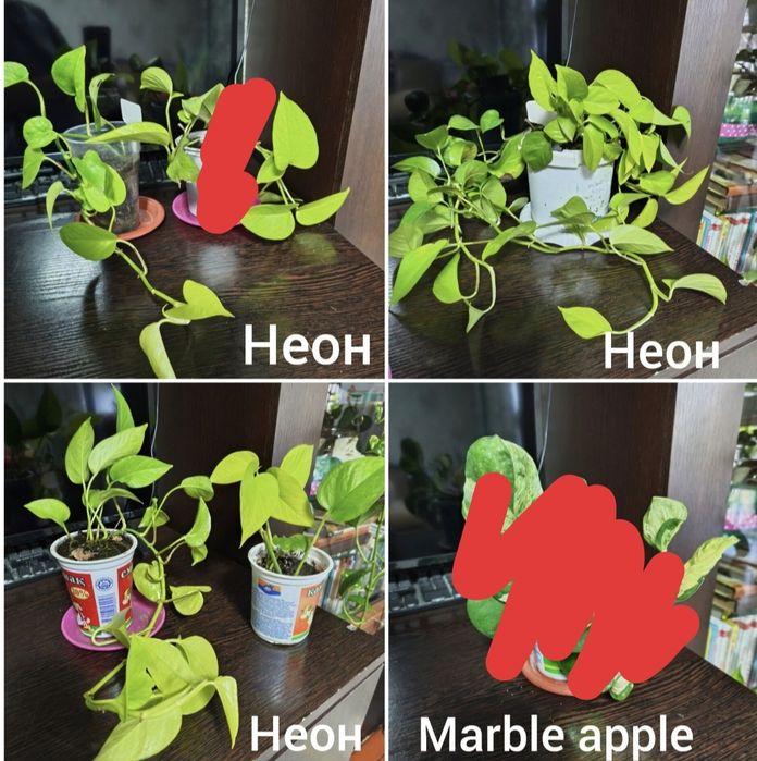 Продам комнатные растения