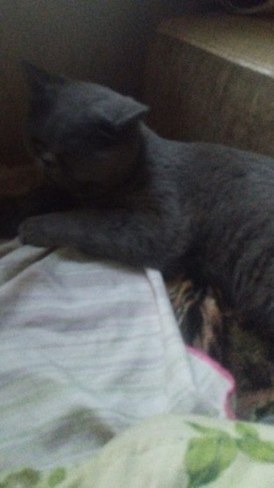 Потерялся кот ,дачи