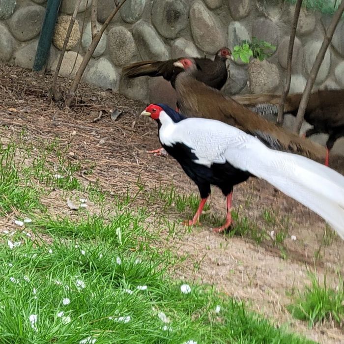 Продаютьс фазаны серебряные