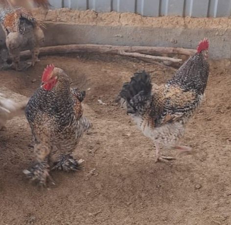 Продам или поменяю на курочек ..