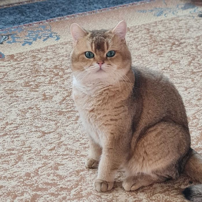 Британский короткошерстный