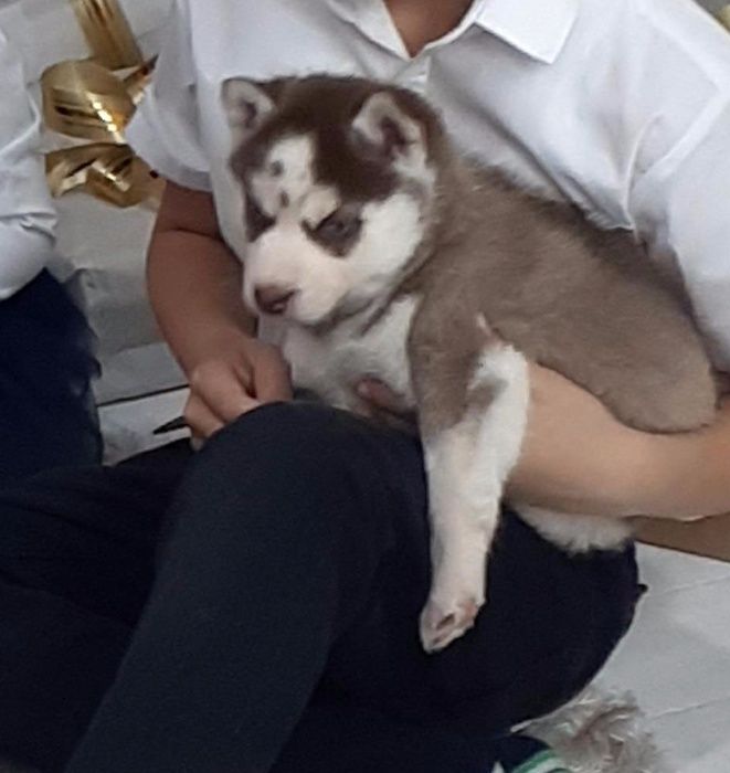 Шоколадная принцесса