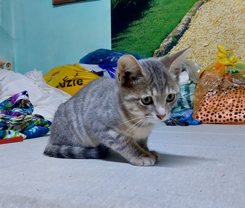 Котёнок  (мальчик) 3 месяца