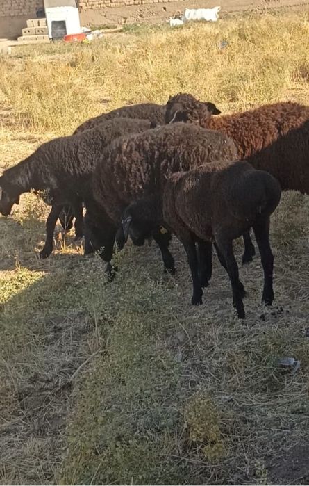 Қой, қошқар сатылады