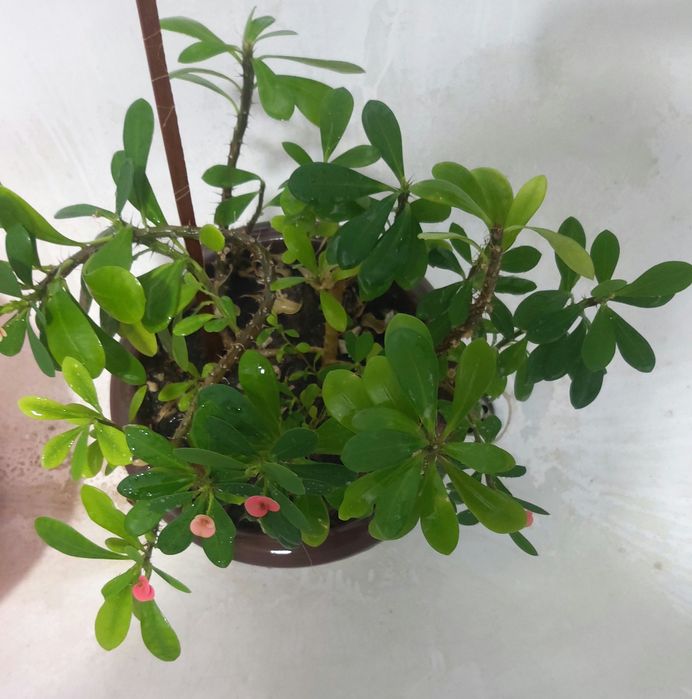 Комнатное растение молочай