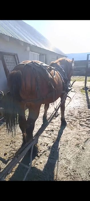 Vând sau schimb cu vaci sau juninci