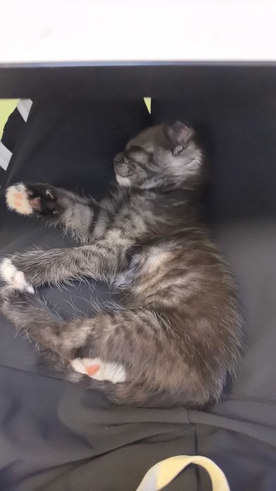 Отдаю котёнка в добрые руки