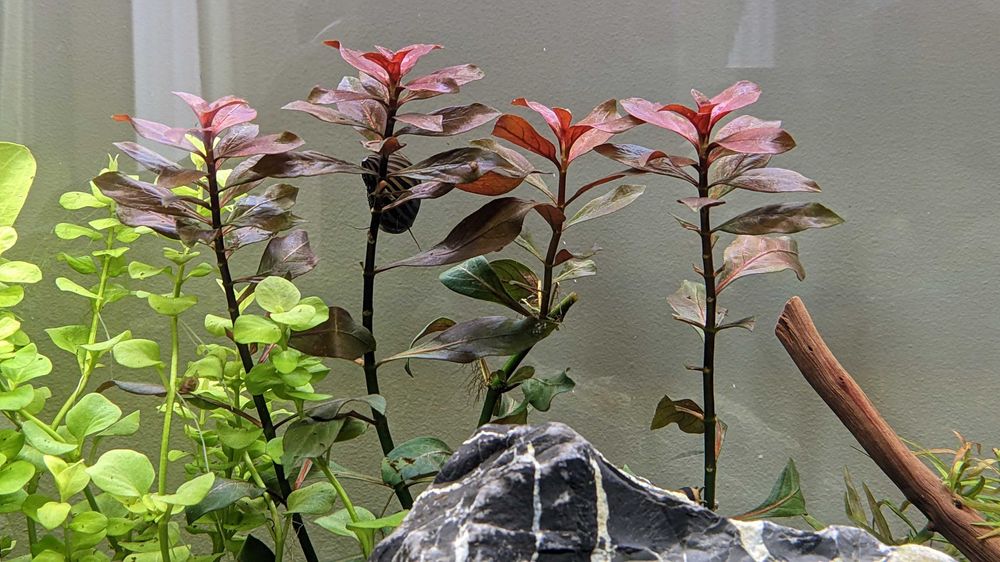 1 бр. LED осветление Eheim Light Classic 74 см