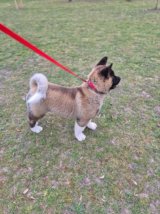 Akita American de trei luni jumate