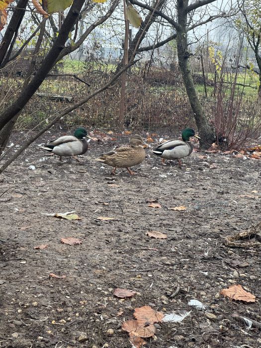 Vand rățoi sălbatici