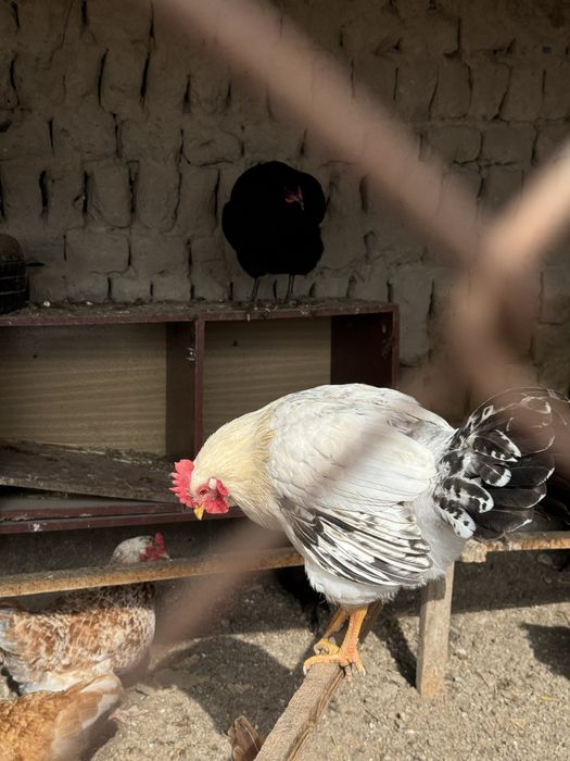 Петух,қораз,иитииити