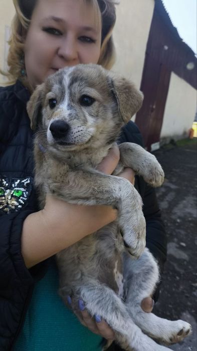 Отдам даром щенят