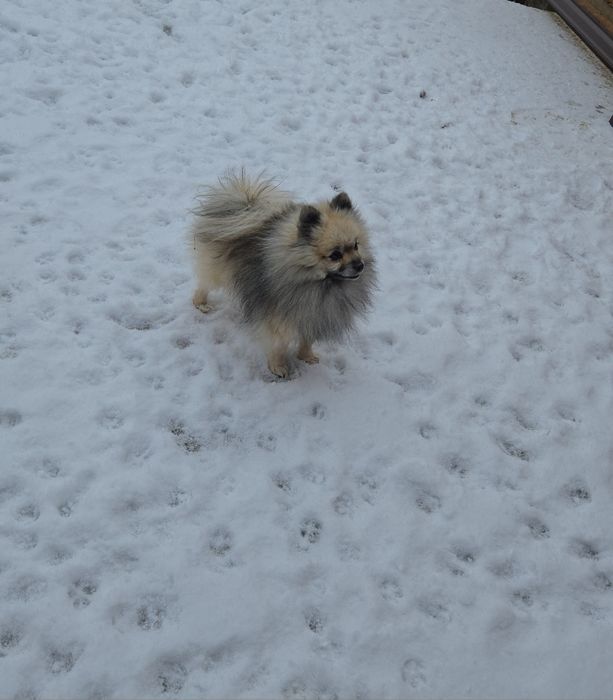 Померан    момче