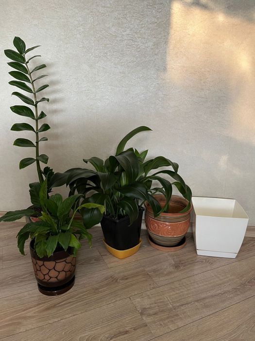 Комнатные цветы и горшки