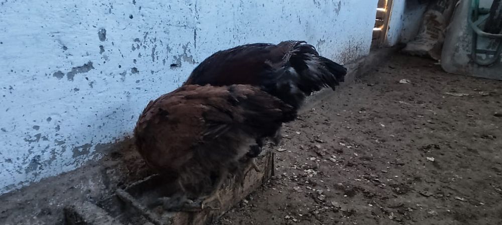 Продам двух цыплят подросшие им