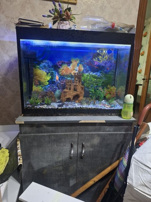 Akvarium baliqlari bilan