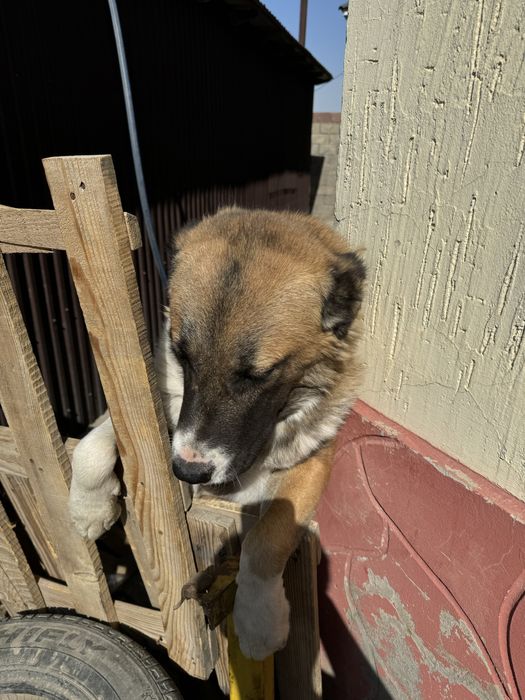 Собака продается 1 год