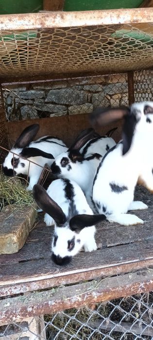 Зайци Пеперуда Свеликан и чиста пеперуда