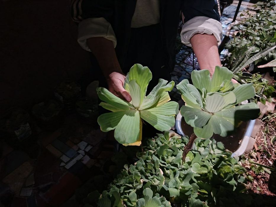 Аквариумные растения.  Пистия телорезовидная. Цена 5000 штука.2000 опт