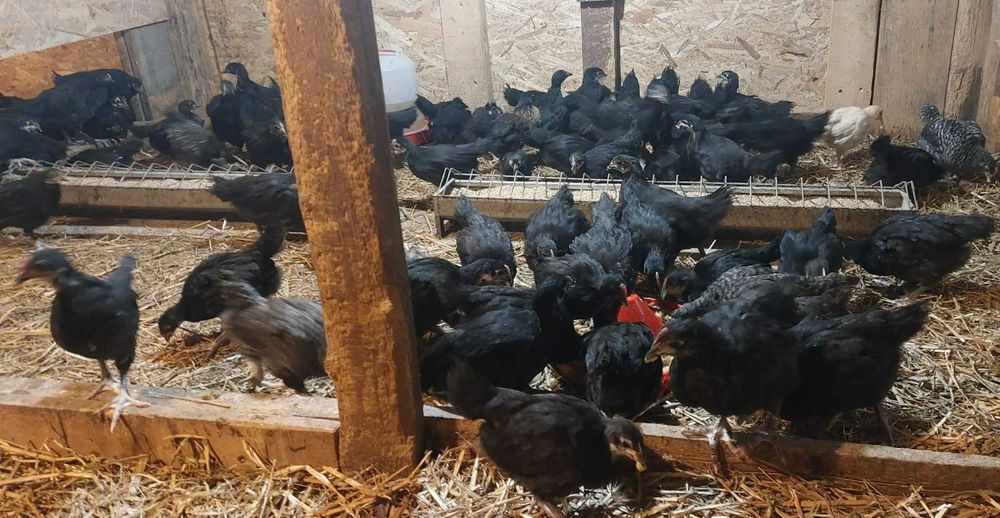 Pui gaina varsta 4 saptamani