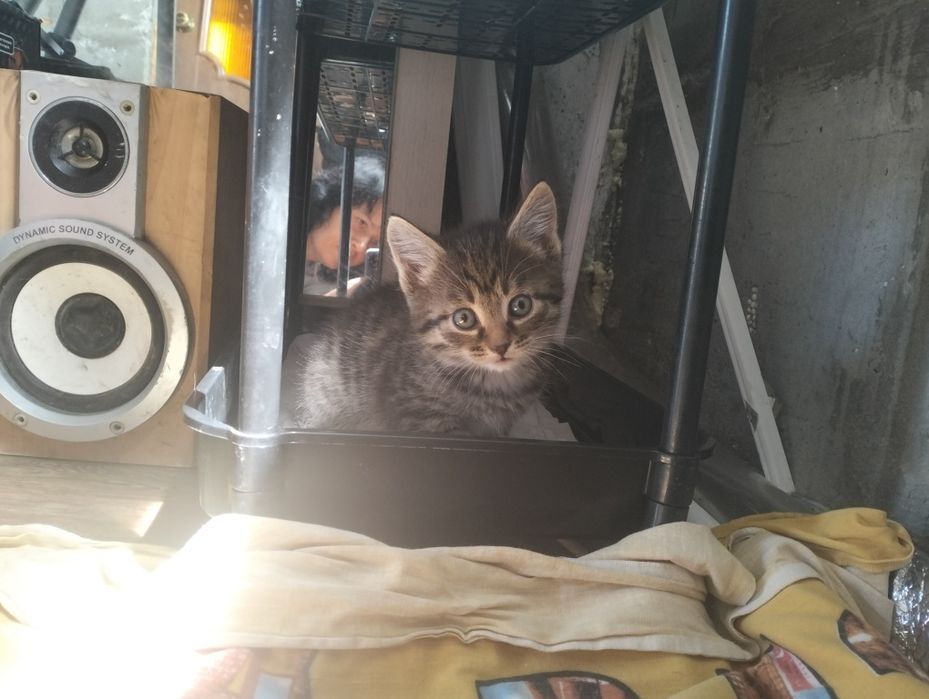 Отдам котят в хорошие руки