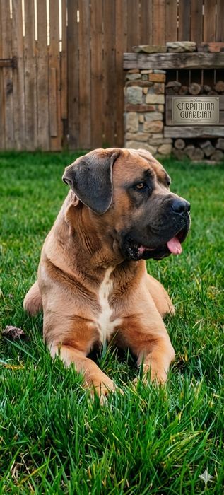 Cane Corso Formentino cu pedigree FCI
