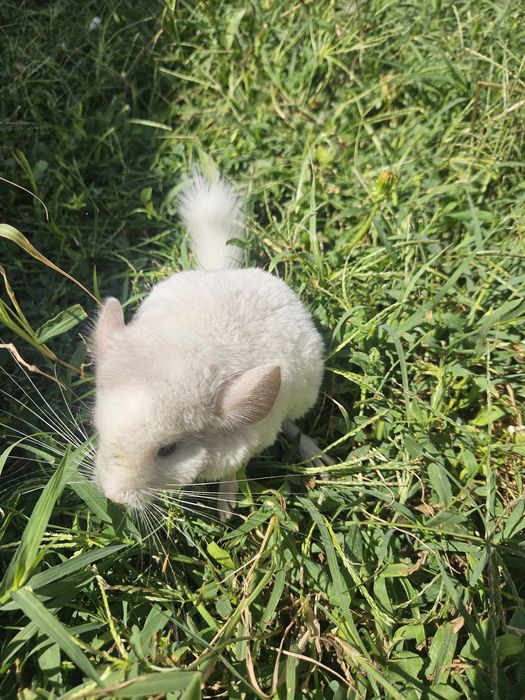 Pui de chinchilla 250 lei