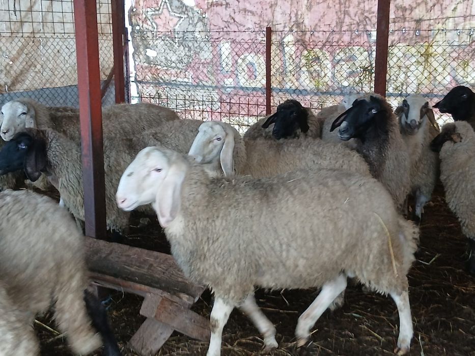 Oi de vanzare 13 femele si 3 masculi