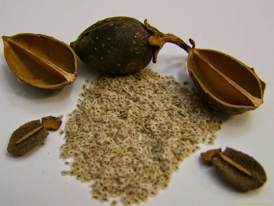 Butasi paulownia shantong