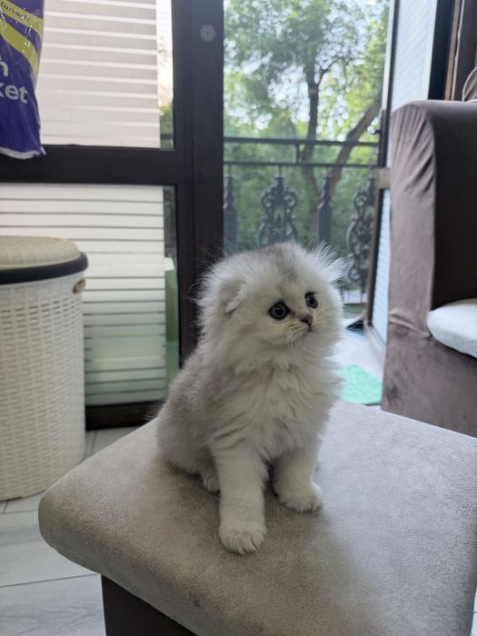 Шотланский Скоттиш Фолд! Серебро Шиншилла!