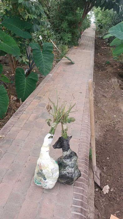 Tikansiz Maymunjon Ko'chati